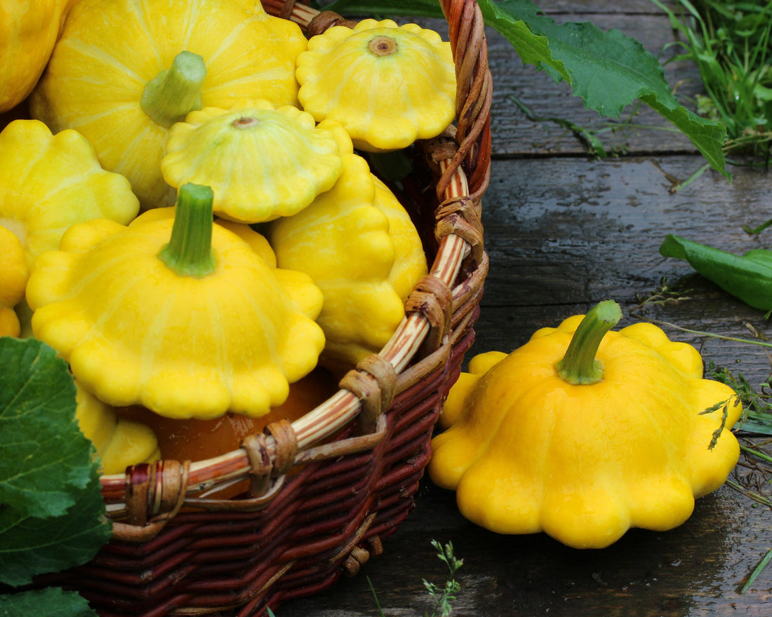 Pattypan: What Is It and How to Eat It!