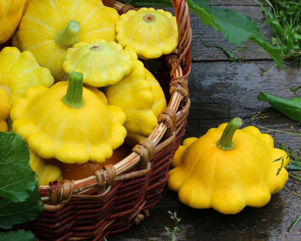 Pattypan: What Is It and How to Eat It!