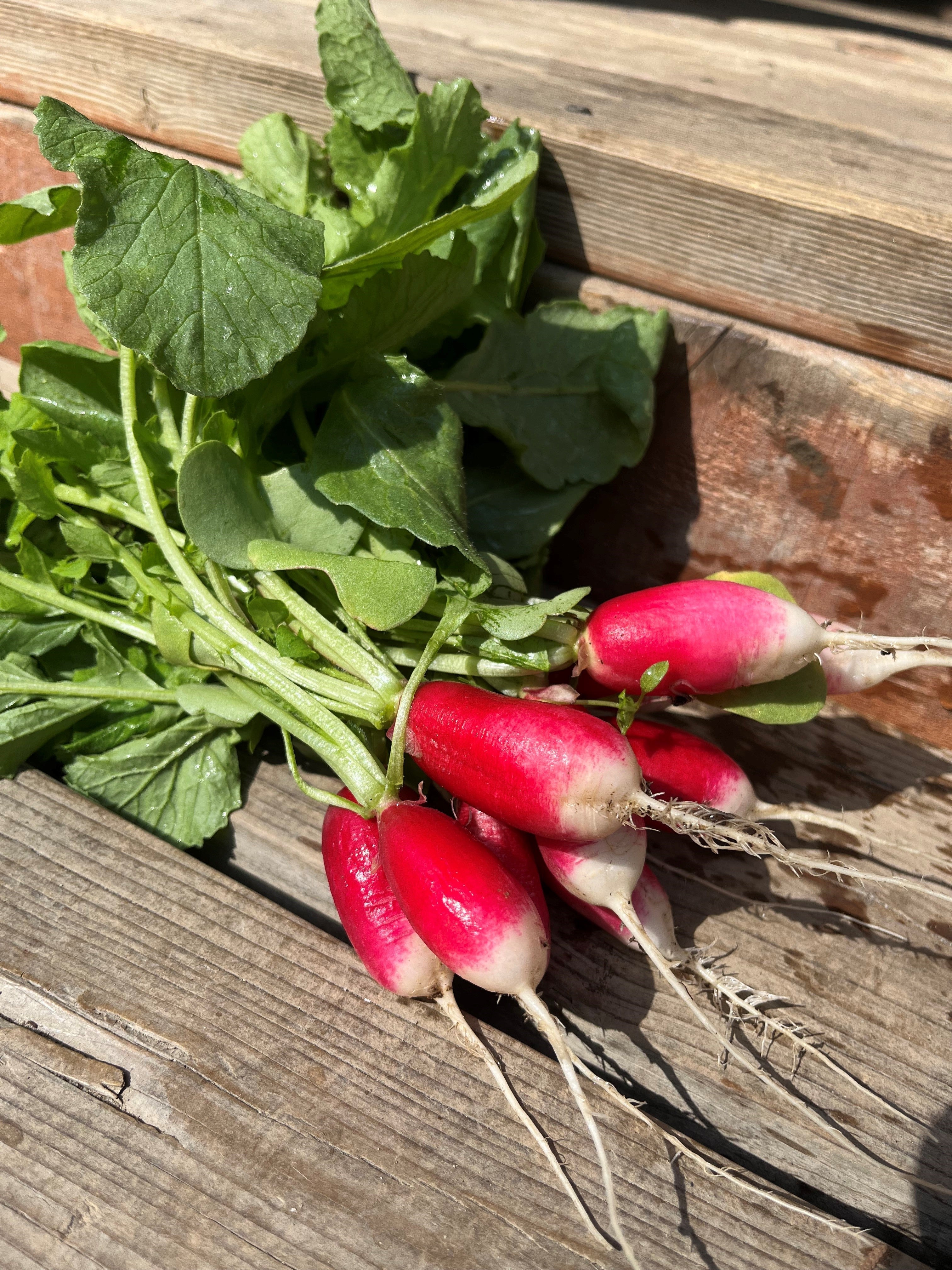 Radish Relish: A perfect summer treat!