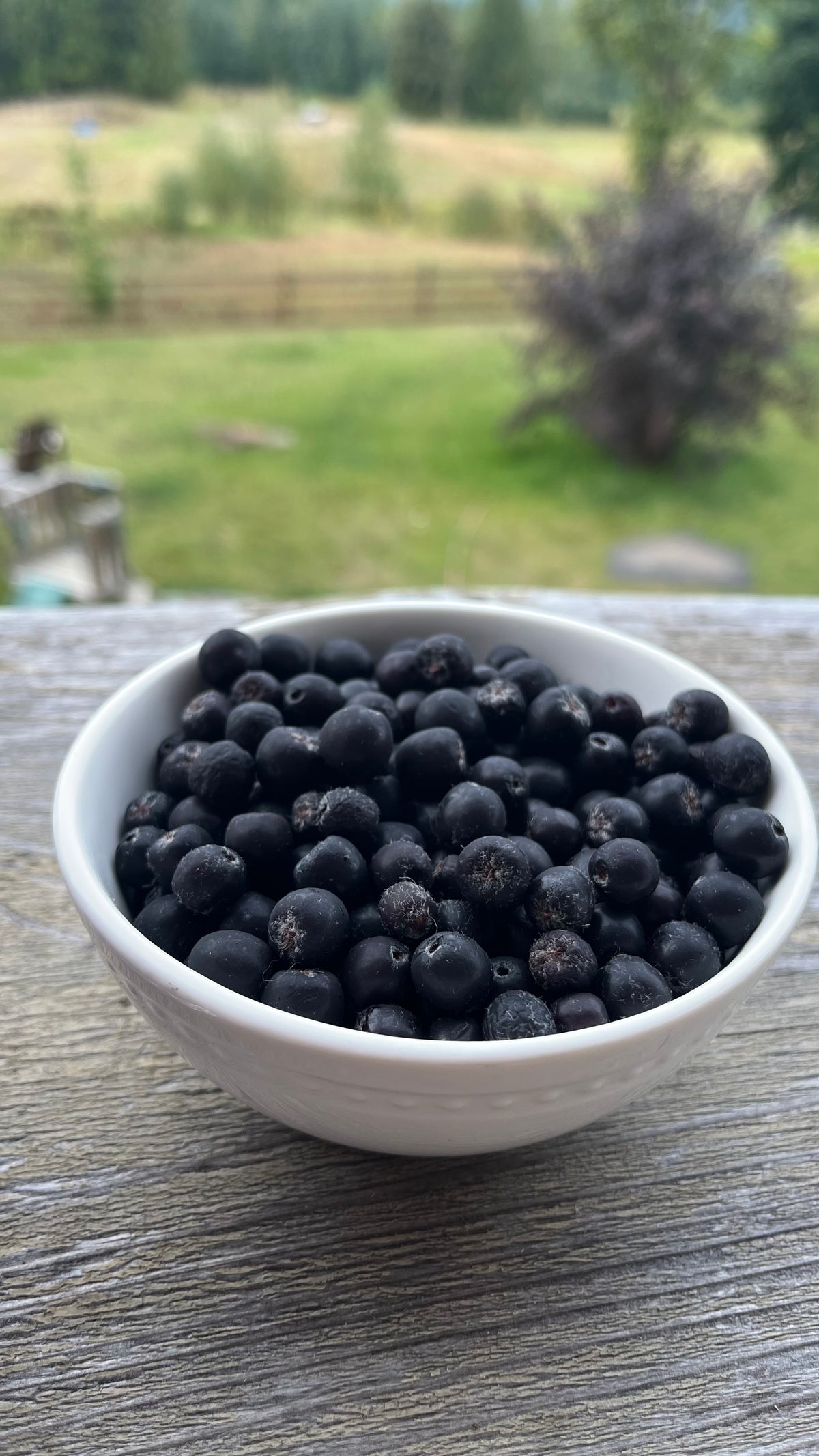 Aronia Berries