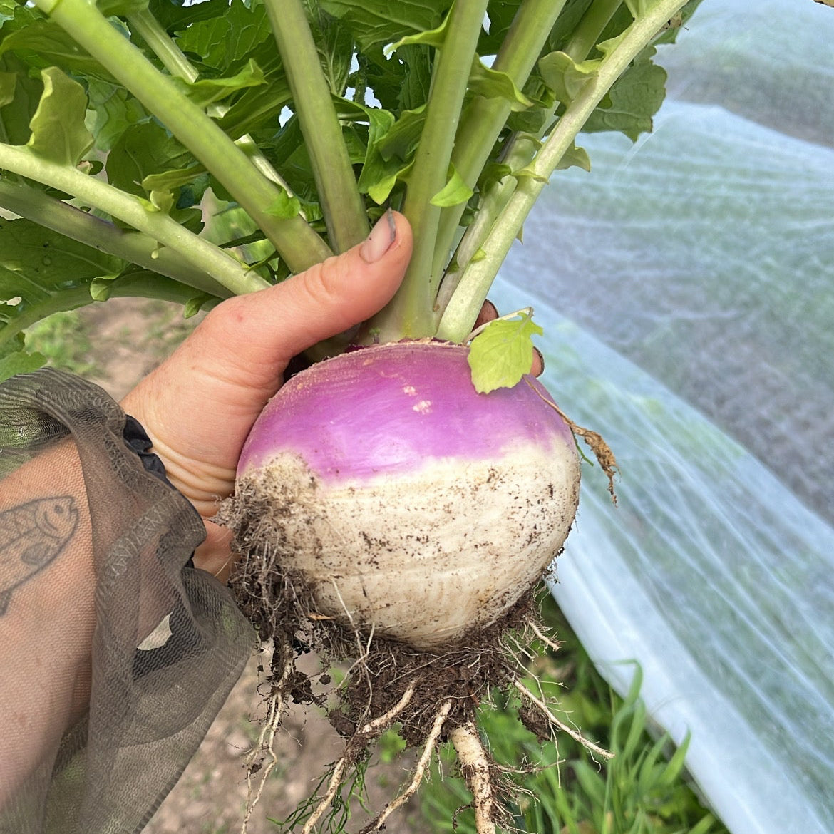 Purple Top Turnips