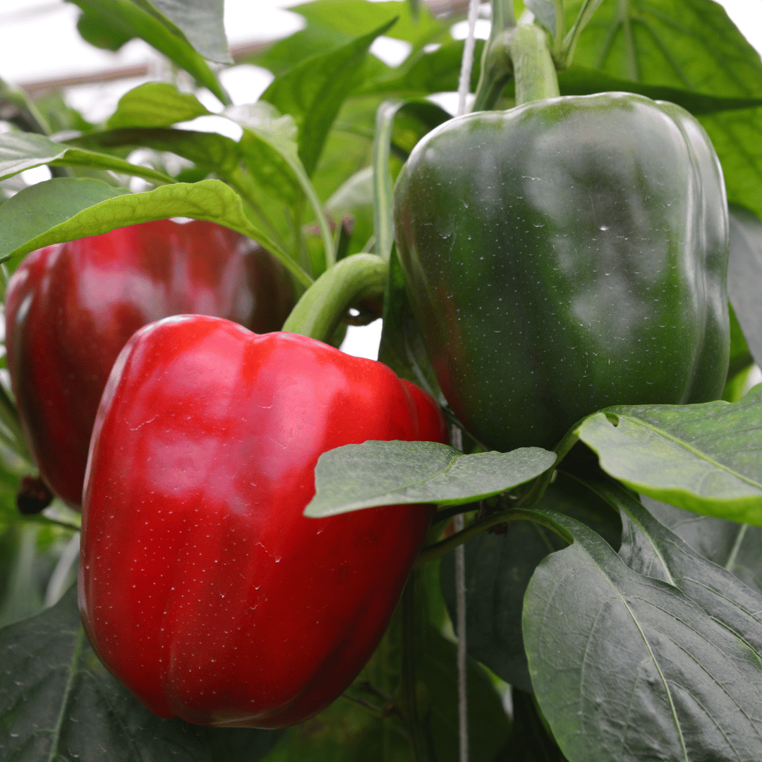 Green Peppers