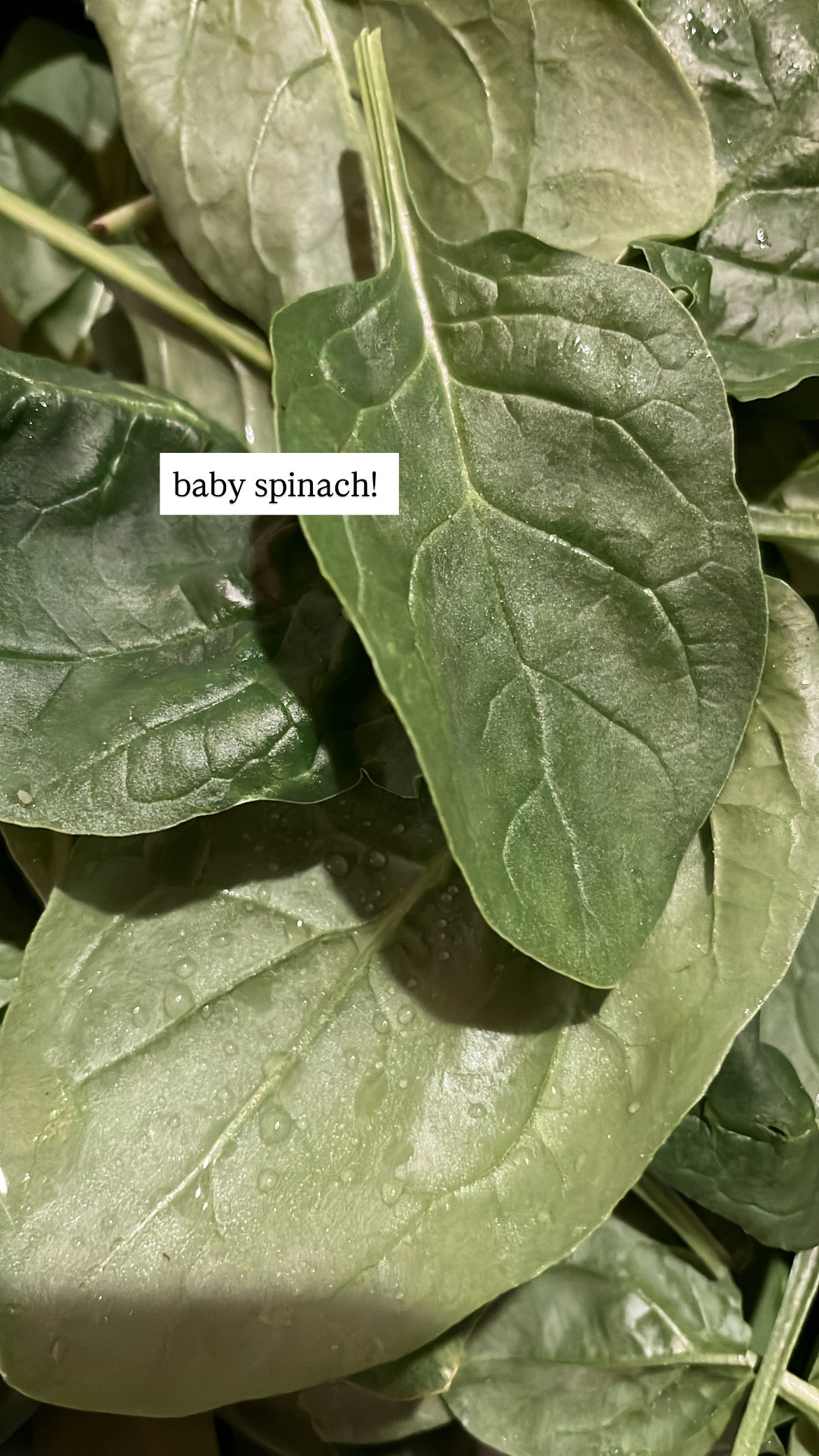 Baby Spinach