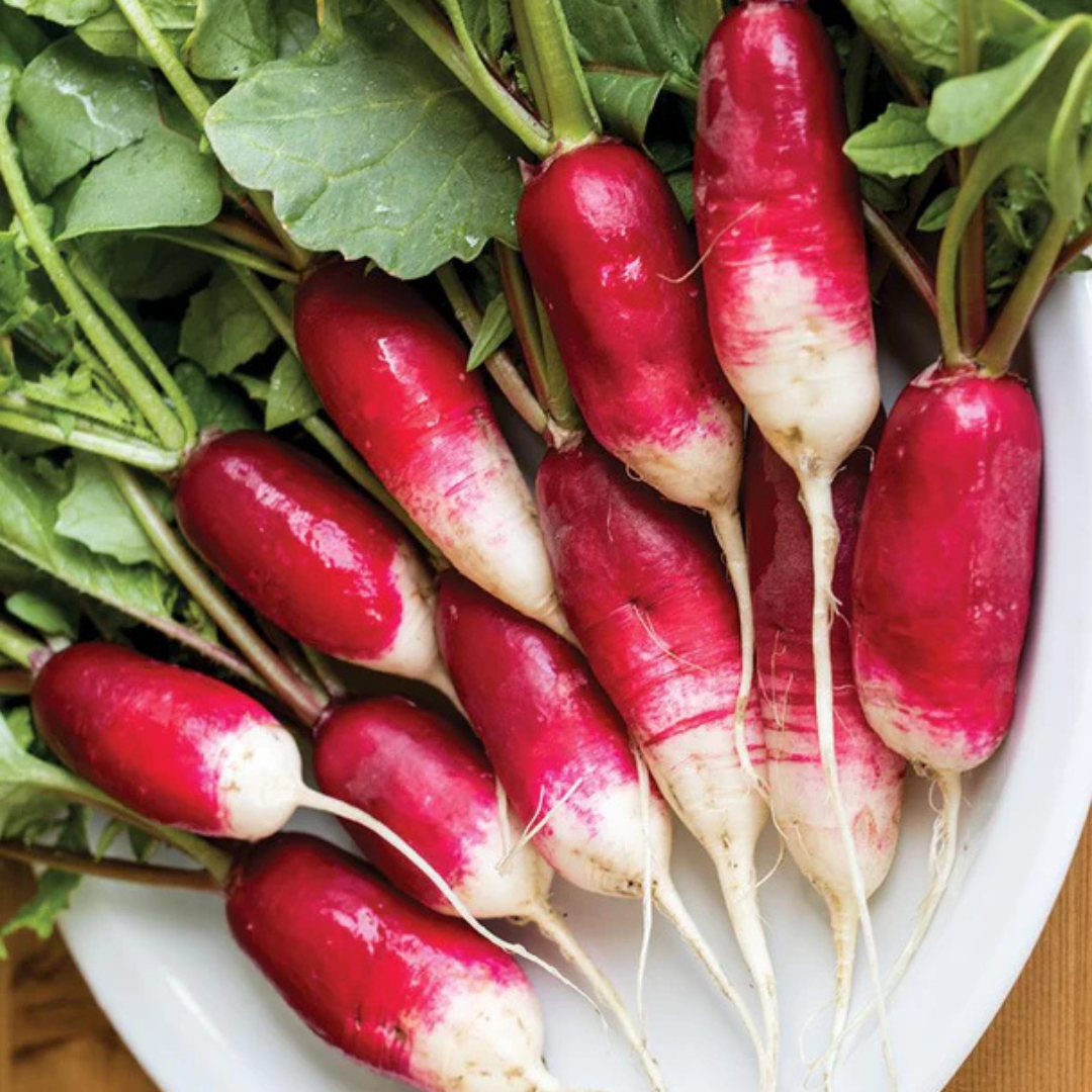Radishes - Heirloom French Breakfast