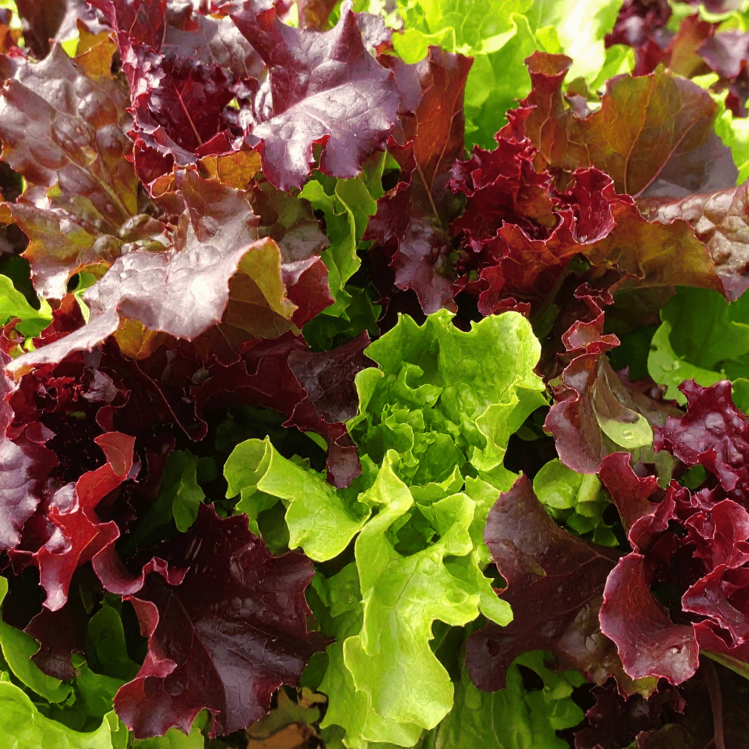 Lettuce Mix
