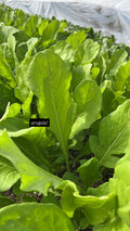 Baby Arugula