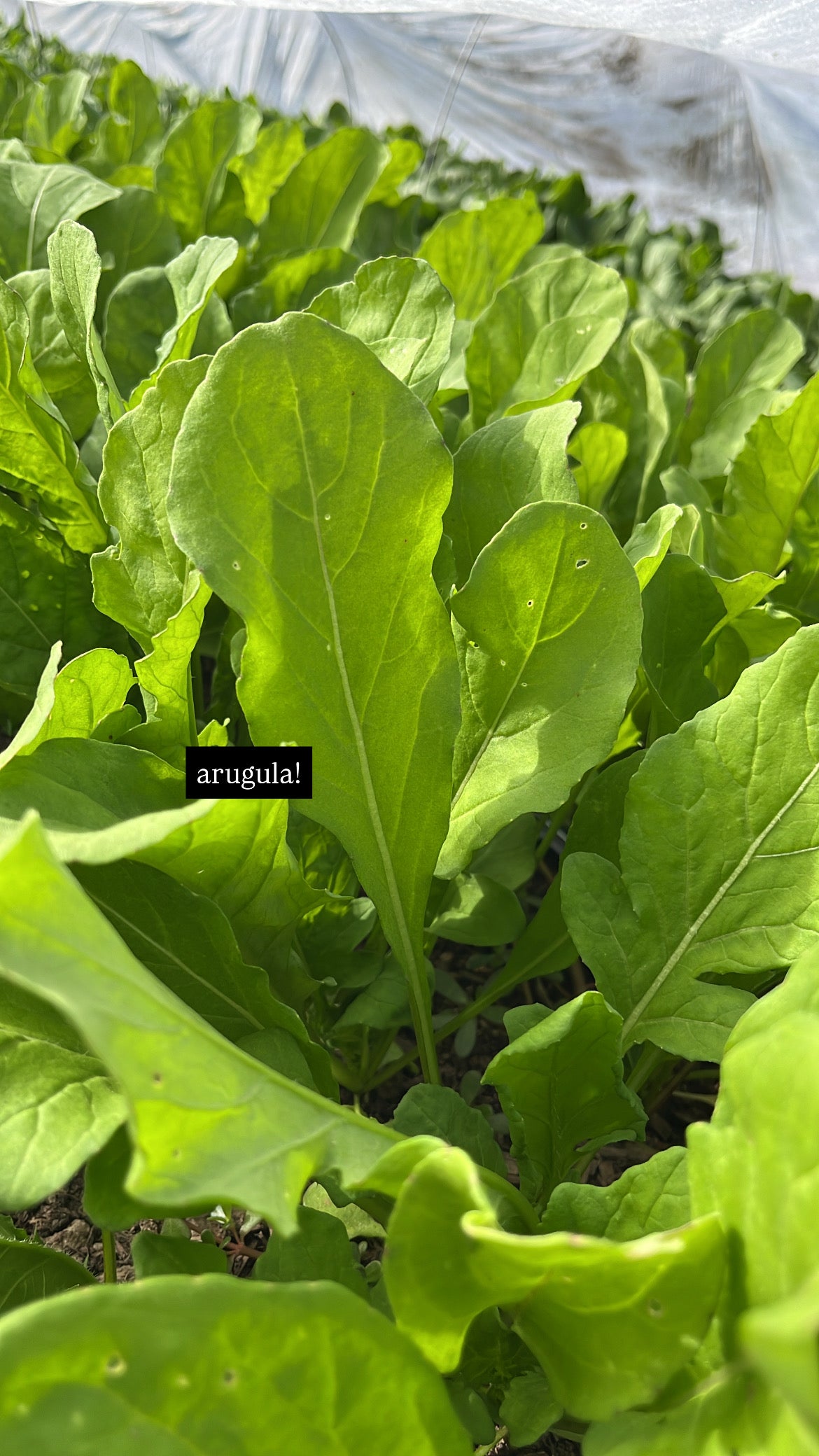 Baby Arugula
