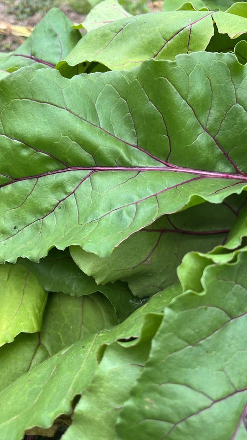 Beets