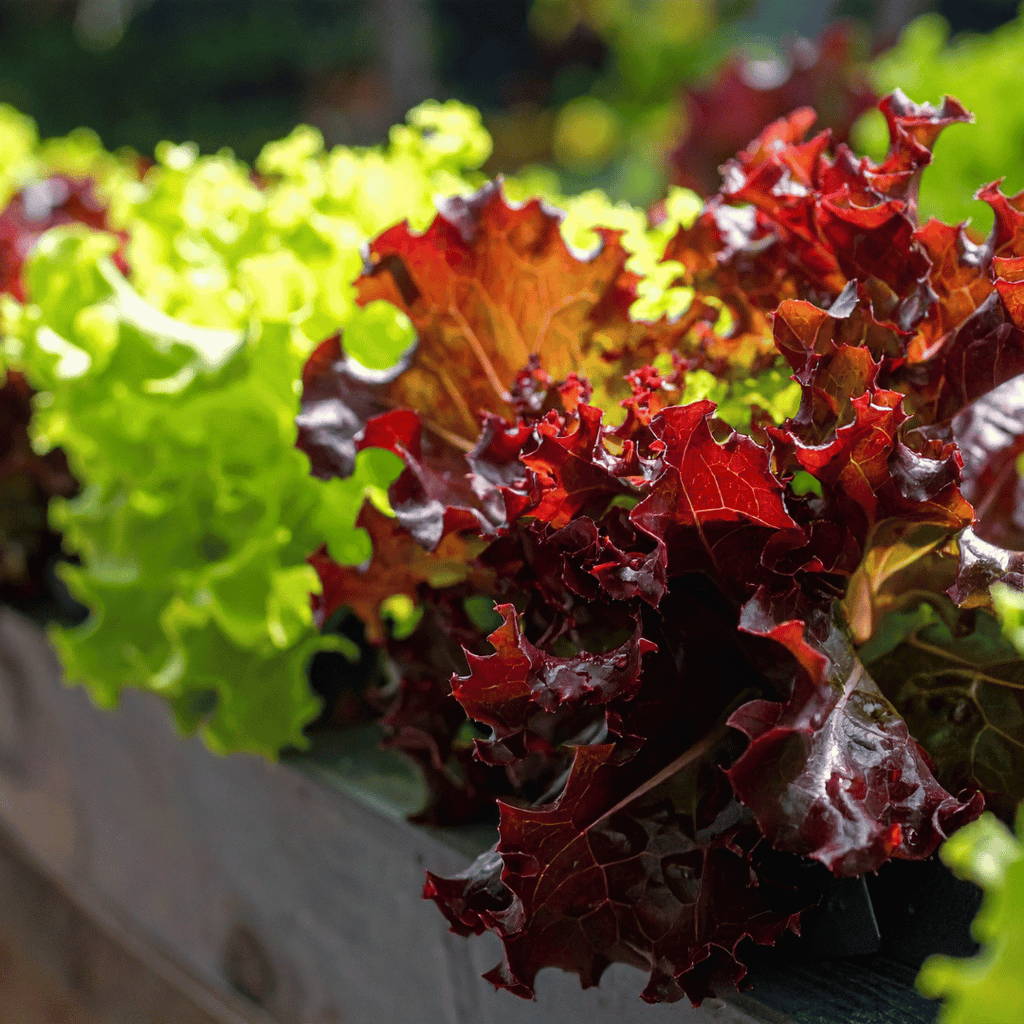 Lettuce Mix