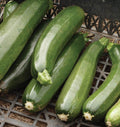 Green Zucchini - coming soon