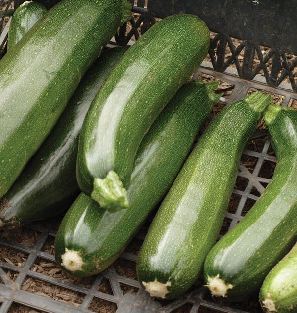 Green Zucchini - coming soon