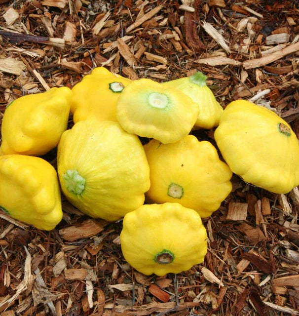 Pattypan