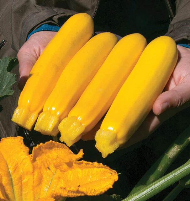 Yellow Zucchini - coming soon