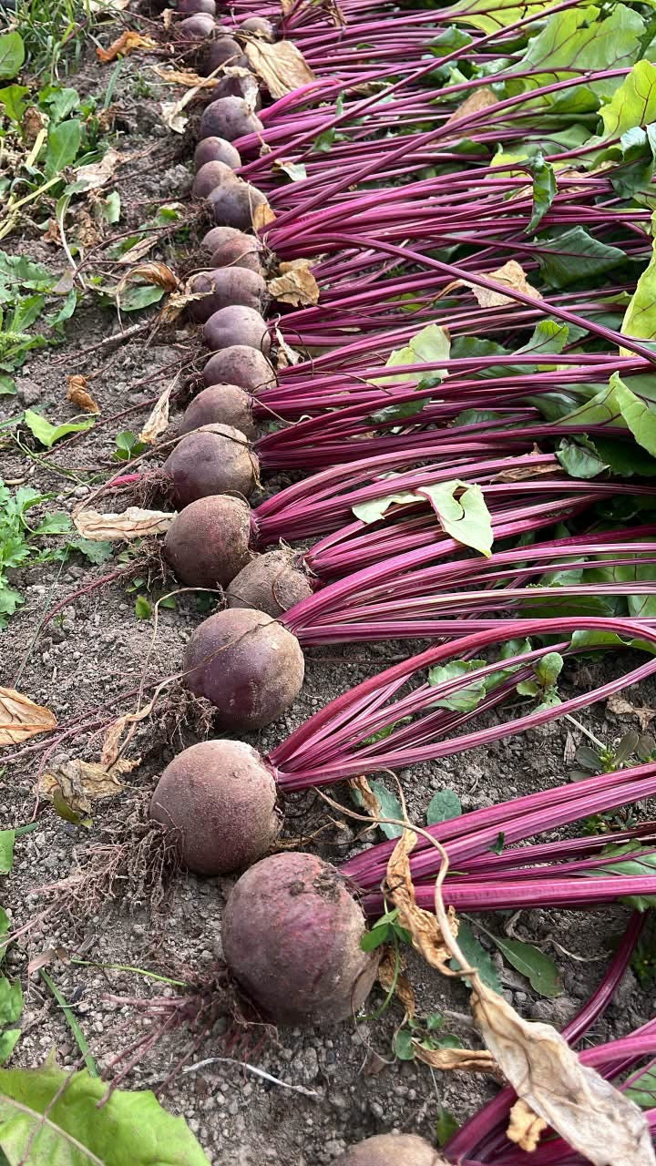 Beets