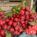 Radish - Coming soon