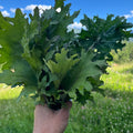 Red Russian Kale