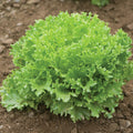 Head Lettuce - Green Sweet Crisp