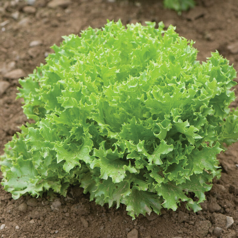 Head Lettuce - Green Sweet Crisp