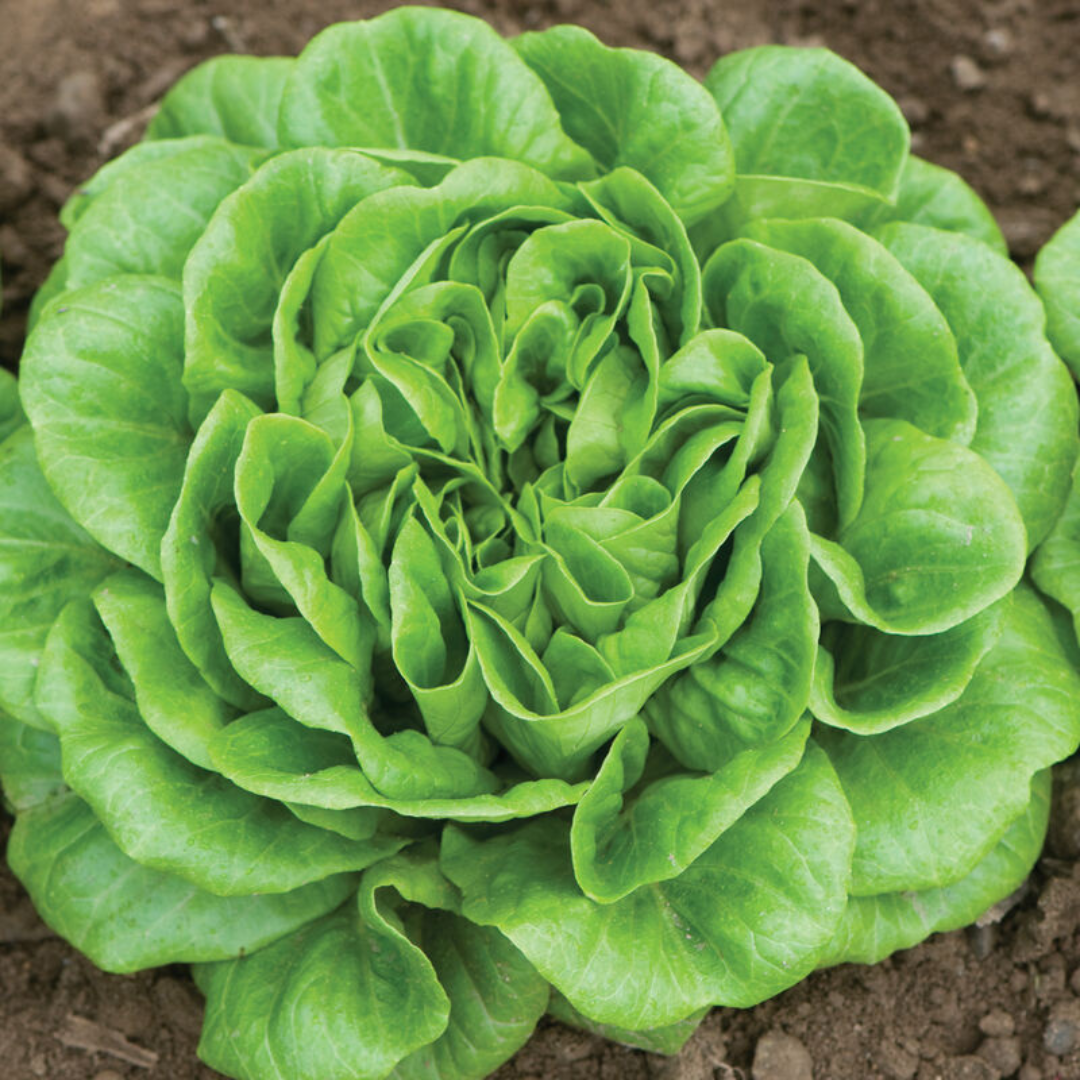 Head Lettuce - Green Butter