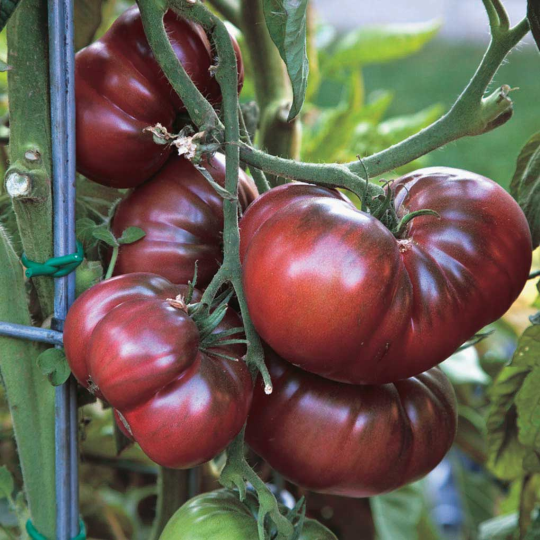Heirloom Tomato - Black Krim