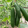 Cucumbers (Lebanese)