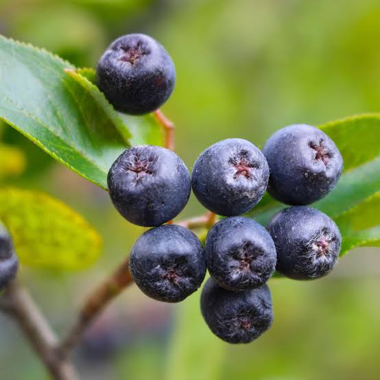 Aronia Berries