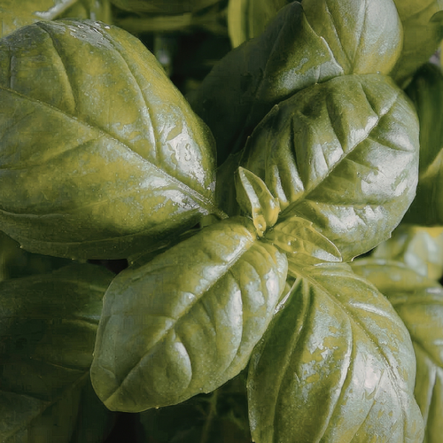 Basil - Potted