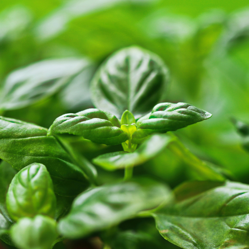Basil - Potted