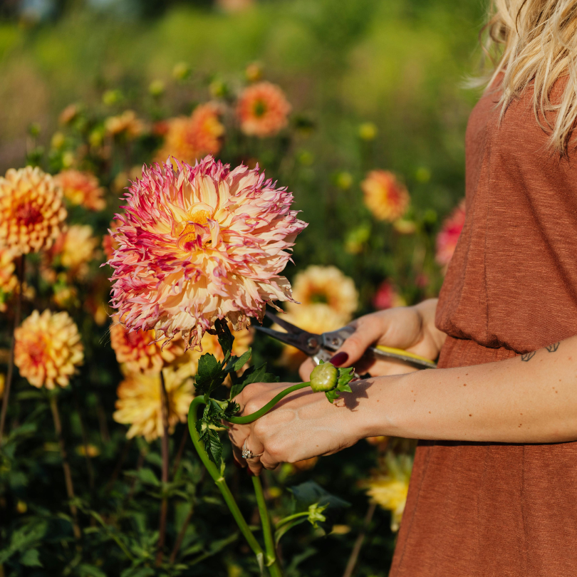 Farm Bouquet