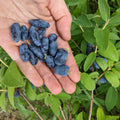 Haskap Berries