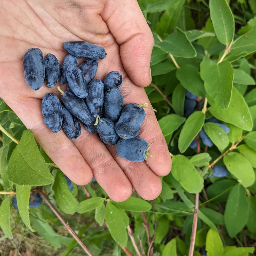 Haskap Berries