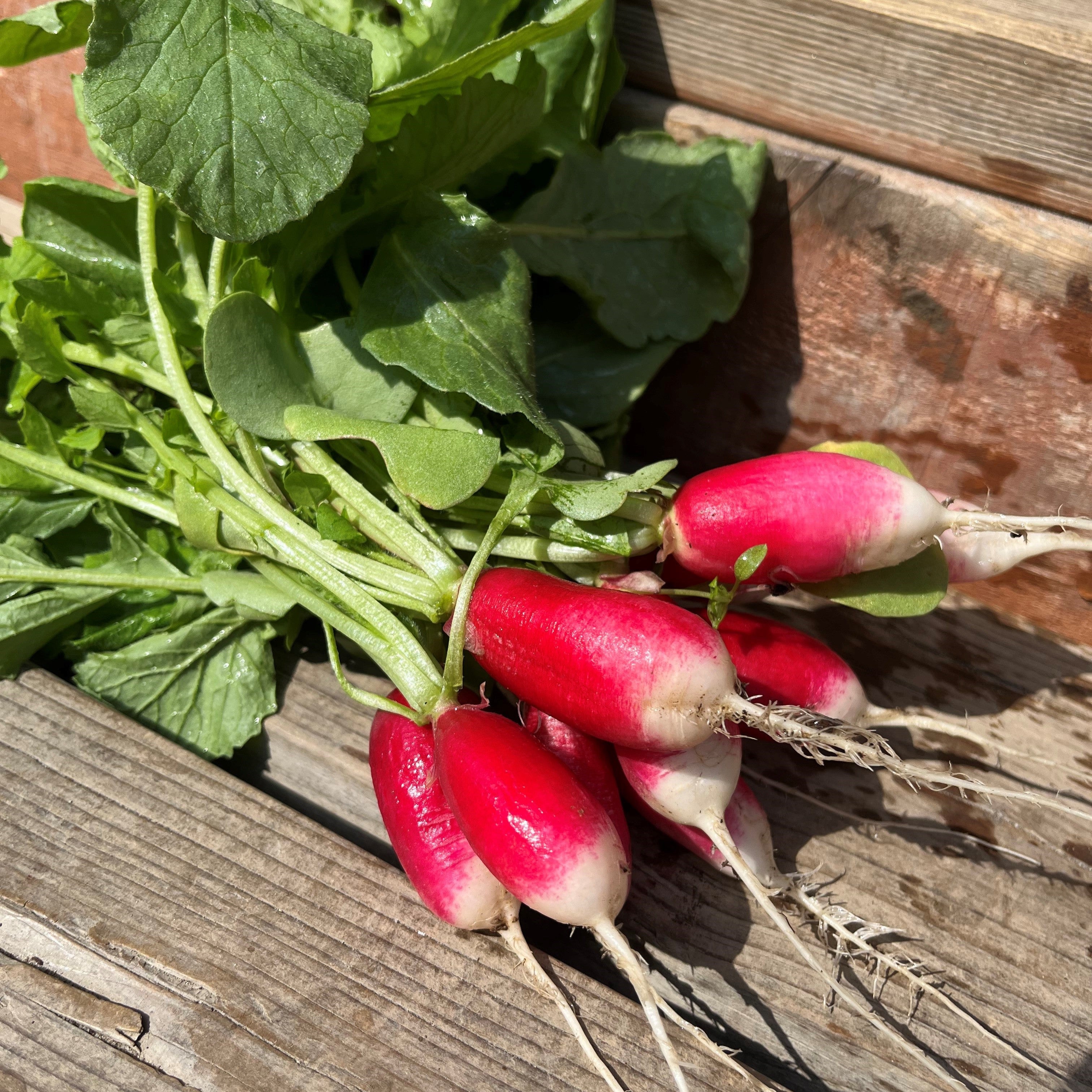 Radishes - Heirloom French Breakfast